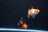 2Pack Thai Oranda   2 Inch (ID#1112ToPTD-5) Free2Day SHIPPING