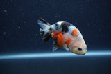 Juvenile Ranchu  Calico 3 Inch (ID#1210R9b-70) Free2Day SHIPPING