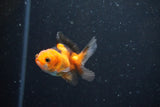 2Pack Thai Oranda   2 Inch (ID#1112ToPTD-5) Free2Day SHIPPING