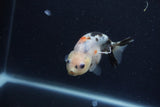 Juvenile Ranchu  Calico 3 Inch (ID#1210R9b-70) Free2Day SHIPPING