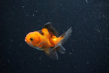 2Pack Thai Oranda   2 Inch (ID#1112ToPTD-5) Free2Day SHIPPING