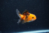 2Pack Thai Oranda   2 Inch (ID#1112ToPTD-5) Free2Day SHIPPING