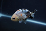 Juvenile Ranchu  Calico 3 Inch (ID#1210R9b-70) Free2Day SHIPPING