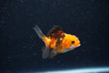 2Pack Thai Oranda   2 Inch (ID#1112ToPTD-5) Free2Day SHIPPING