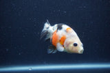 Juvenile Ranchu  Calico 3 Inch (ID#1210R9b-70) Free2Day SHIPPING