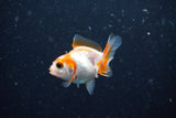 2Pack Thai Oranda   2 Inch (ID#1112ToPTD-5) Free2Day SHIPPING