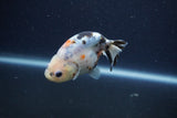 Juvenile Ranchu  Calico 3 Inch (ID#1210R9b-70) Free2Day SHIPPING