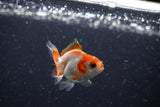 2Pack Thai Oranda   2 Inch (ID#1112ToPTD-5) Free2Day SHIPPING