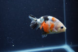 Juvenile Ranchu  Calico 3 Inch (ID#1210R9b-70) Free2Day SHIPPING