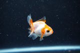 2Pack Thai Oranda   2 Inch (ID#1112ToPTD-5) Free2Day SHIPPING