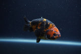 Juvenile Ranchu  Calico 3.5 Inch (ID#1210R9b-71) Free2Day SHIPPING