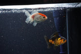 2Pack Thai Oranda   2 Inch (ID#1112ToPTD-6) Free2Day SHIPPING