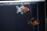 2Pack Thai Oranda   2 Inch (ID#1112ToPTD-6) Free2Day SHIPPING