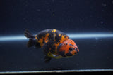 Juvenile Ranchu  Calico 3.5 Inch (ID#1210R9b-71) Free2Day SHIPPING