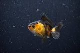 2Pack Thai Oranda   2 Inch (ID#1112ToPTD-6) Free2Day SHIPPING