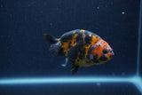 Juvenile Ranchu  Calico 3.5 Inch (ID#1210R9b-71) Free2Day SHIPPING