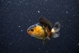 2Pack Thai Oranda   2 Inch (ID#1112ToPTD-6) Free2Day SHIPPING