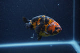 Juvenile Ranchu  Calico 3.5 Inch (ID#1210R9b-71) Free2Day SHIPPING