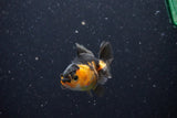 2Pack Thai Oranda   2 Inch (ID#1112ToPTD-6) Free2Day SHIPPING