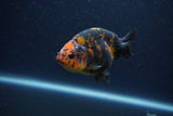 Juvenile Ranchu  Calico 3.5 Inch (ID#1210R9b-71) Free2Day SHIPPING