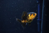 2Pack Thai Oranda   2 Inch (ID#1112ToPTD-6) Free2Day SHIPPING