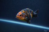 Juvenile Ranchu  Calico 3.5 Inch (ID#1210R9b-71) Free2Day SHIPPING