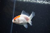 2Pack Thai Oranda   2 Inch (ID#1112ToPTD-6) Free2Day SHIPPING