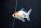 2Pack Thai Oranda   2 Inch (ID#1112ToPTD-6) Free2Day SHIPPING