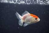 2Pack Thai Oranda   2 Inch (ID#1112ToPTD-6) Free2Day SHIPPING