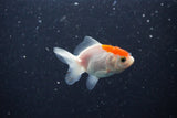 2Pack Thai Oranda   2 Inch (ID#1112ToPTD-6) Free2Day SHIPPING