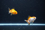 2Pack Thai Oranda   2 Inch (ID#1112ToPTD-7) Free2Day SHIPPING