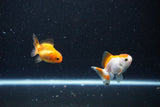 2Pack Thai Oranda   2 Inch (ID#1112ToPTD-7) Free2Day SHIPPING