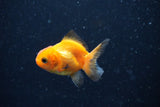 2Pack Thai Oranda   2 Inch (ID#1112ToPTD-7) Free2Day SHIPPING