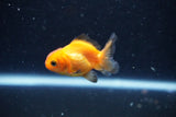 2Pack Thai Oranda   2 Inch (ID#1112ToPTD-7) Free2Day SHIPPING