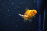 2Pack Thai Oranda   2 Inch (ID#1112ToPTD-7) Free2Day SHIPPING