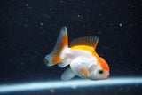 2Pack Thai Oranda   2 Inch (ID#1112ToPTD-7) Free2Day SHIPPING