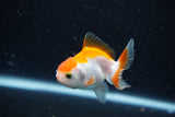 2Pack Thai Oranda   2 Inch (ID#1112ToPTD-7) Free2Day SHIPPING