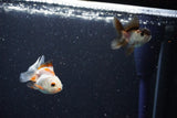 2Pack Thai Oranda   2 Inch (ID#1112ToPTD-8) Free2Day SHIPPING