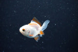 2Pack Thai Oranda   2 Inch (ID#1112ToPTD-8) Free2Day SHIPPING