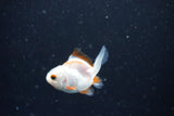 2Pack Thai Oranda   2 Inch (ID#1112ToPTD-8) Free2Day SHIPPING