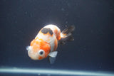 Milk Cow Ranchu  Calico 4 Inch (ID#1004R9a-66) Free2Day SHIPPING