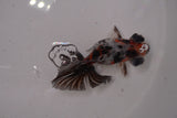 Butterfly  Calico 3.5 Inch (ID#1220B8b-46) Free2Day SHIPPING