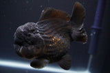 Short Body Thai Oranda  Panda 4 Inch (ID#902To14a-82)