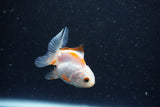 2Pack Thai Oranda   2 Inch (ID#1112ToPTD-8) Free2Day SHIPPING