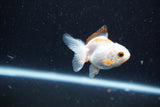 2Pack Thai Oranda   2 Inch (ID#1112ToPTD-8) Free2Day SHIPPING