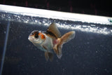 2Pack Thai Oranda   2 Inch (ID#1112ToPTD-8) Free2Day SHIPPING