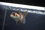 2Pack Thai Oranda   2 Inch (ID#1112ToPTD-8) Free2Day SHIPPING