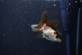 2Pack Thai Oranda   2 Inch (ID#1112ToPTD-8) Free2Day SHIPPING