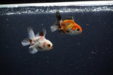 2Pack Thai Oranda   2 Inch (ID#1112ToPTD-9) Free2Day SHIPPING