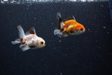 2Pack Thai Oranda   2 Inch (ID#1112ToPTD-9) Free2Day SHIPPING